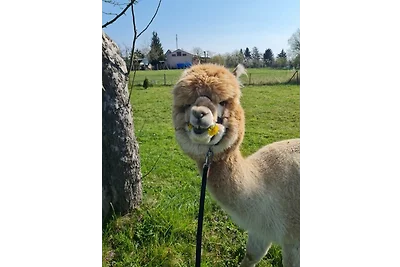 Urlaub mit Alpakas