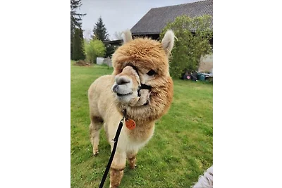 Urlaub mit Alpakas