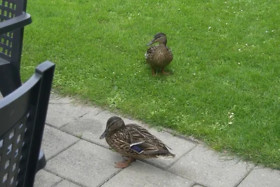 Bungalowpark De Tong 129