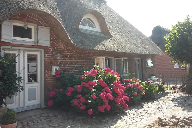 Hortensien am Eingang zur 'Kleinen Aufnahme ' rechts im Reetdachhaus
