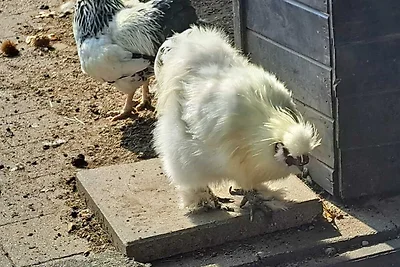 Ferienchalet am Seerosenteich