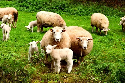 REFUGIUM.BETZENSTEIN  |  BIO.DESIGN.FERIENWOHNUNGEN