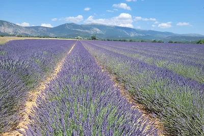 La Chouette Paisible