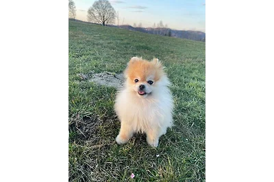 Ferienhuus "Backbord"