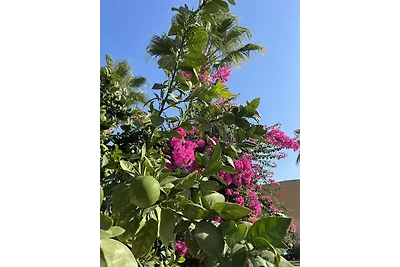 Kalidas rentals - Arcadius A-50