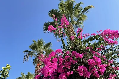 Kalidas rentals - Arcadius A-50