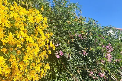 Quinta do Convento und Glamping