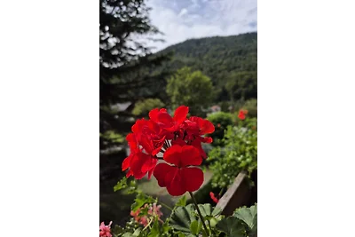 Ferienwohnung N Mack