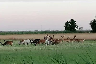 Ferienwohnung am Kirr