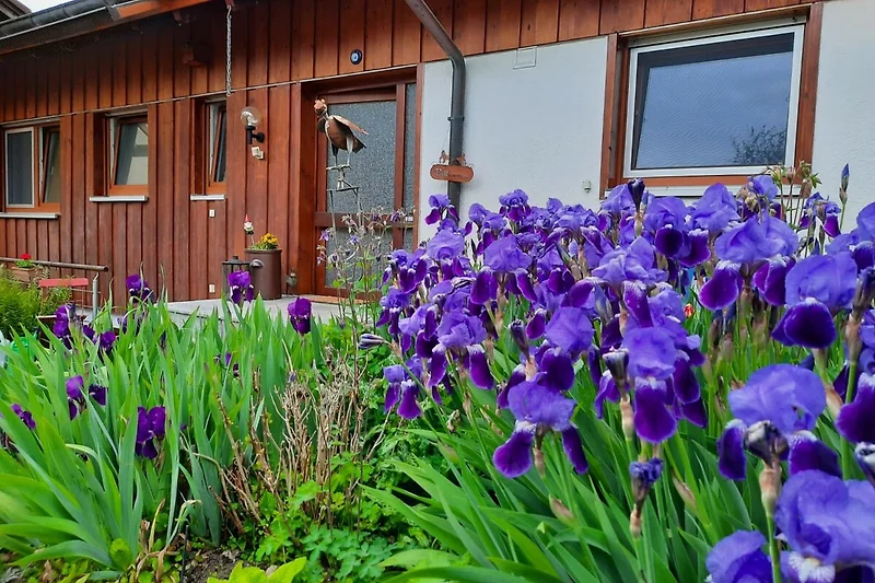 Blühender Garten mit Iris, Glockenblumen und gepflegtem Rasen.
