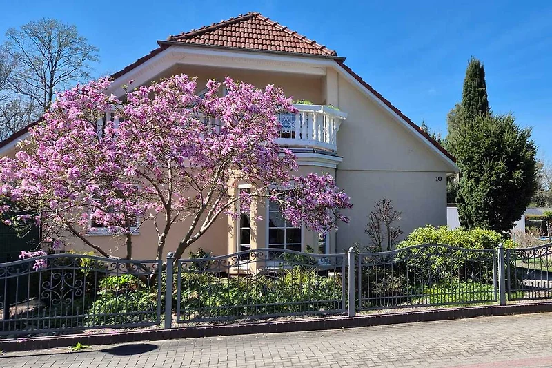 Magnolienblüte im blühenden Garten am Haus.