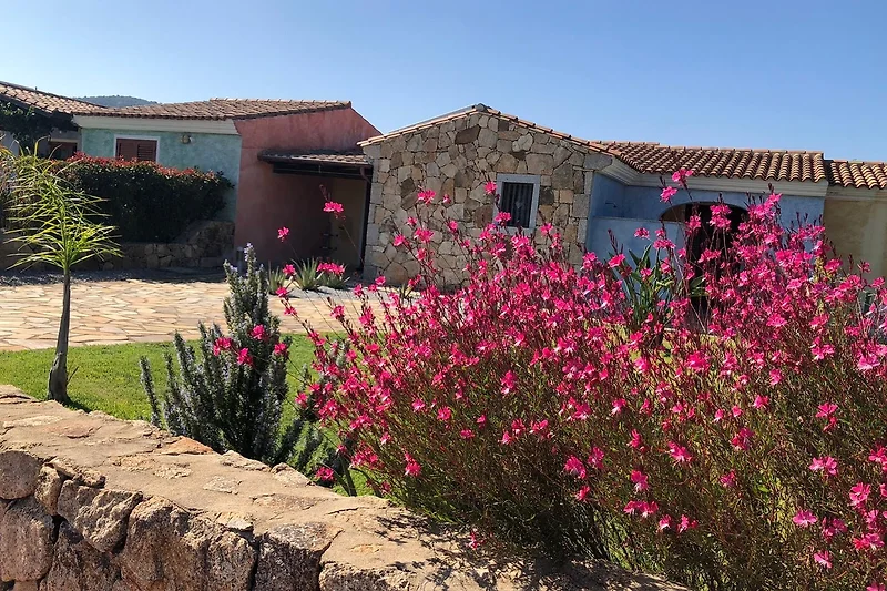 Bauernhaus im Dorf mit Wildblumen, Geranien und Vieruhrblumen.