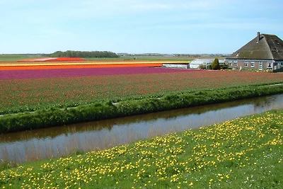 Garnekuul 40 Callantsoog