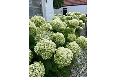 Die Muschel