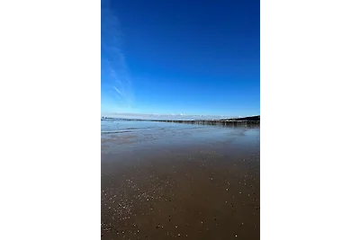 Stormvogeltje