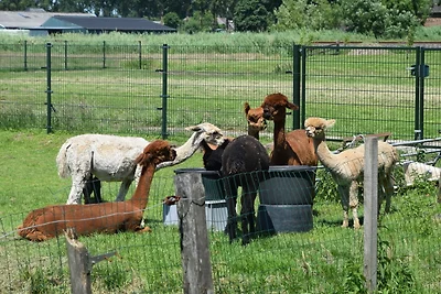 Alpaca IJsseldelta