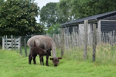 Alpaca IJsseldelta