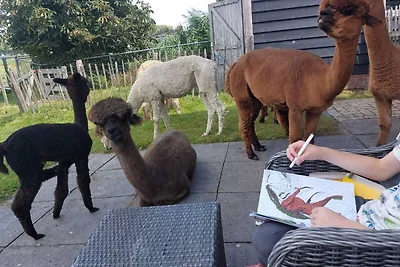 Alpaca IJsseldelta