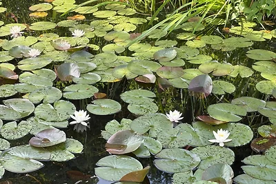 Lakehouse Ternsche