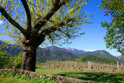 Ferienwohnung Vignoble