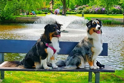 Haus Arnolde Urlaub mit Hund Küste
