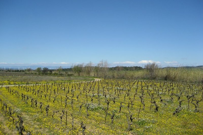 Weinfelder im Frühling