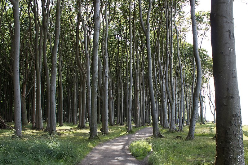 Gespensterwald Nienhagen