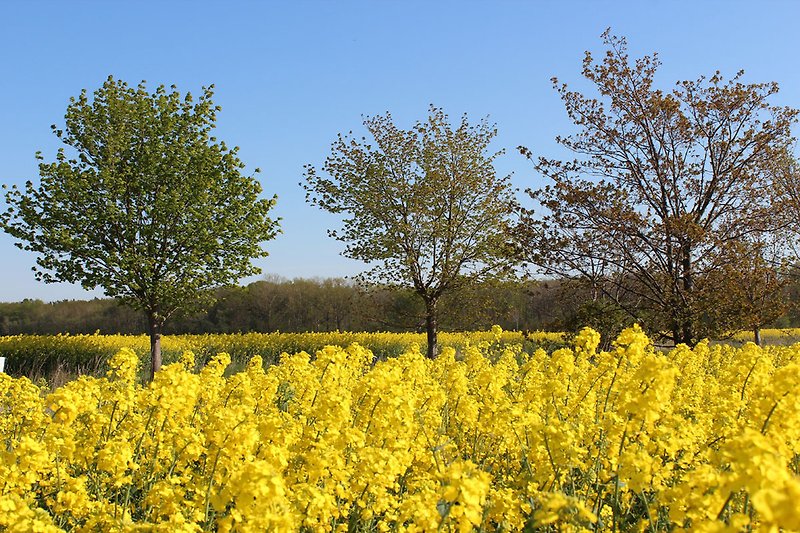 Blühende Rapsfelder