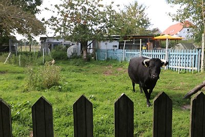 Vakantieappartement Gezinsvakantie Kröpelin