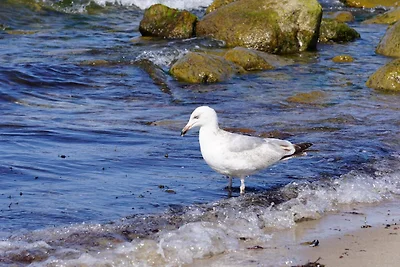 Domek letniskowy Urlop wypoczynkowy Kühlungsborn