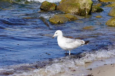Vakantiehuis Ontspannende vakantie Kühlungsborn