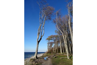 Ostsee Idyll Bungalow Möwe