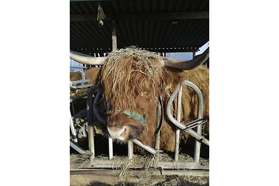 Zum Reetdachhaus am Haff " Ankerstübchen"