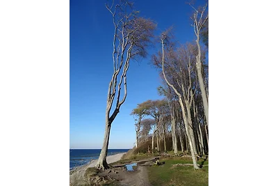 Ostsee Idyll Bungalow 4 Robbe