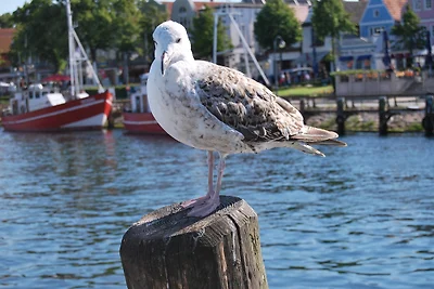 Vakantieappartement Gezinsvakantie Nienhagen
