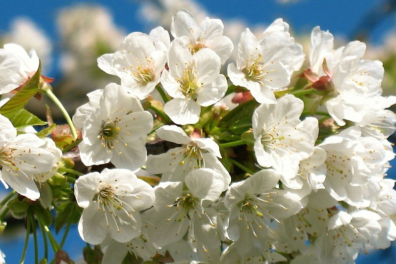Kirschbaumblüten in Endingen