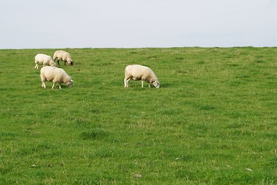 Vakantiehuis Mareen 4 Sterren