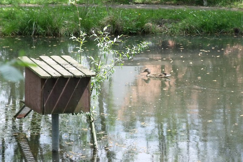 The ducks are brooding on the village pond.