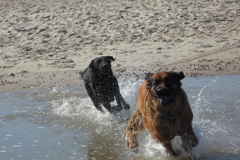 I cani possono venire in spiaggia in qualsiasi momento.