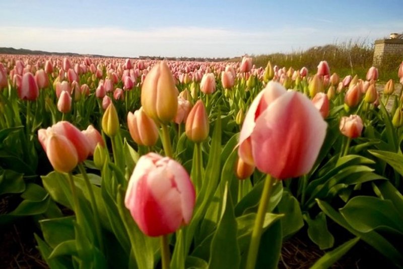 Goditi i campi di tulipani in primavera