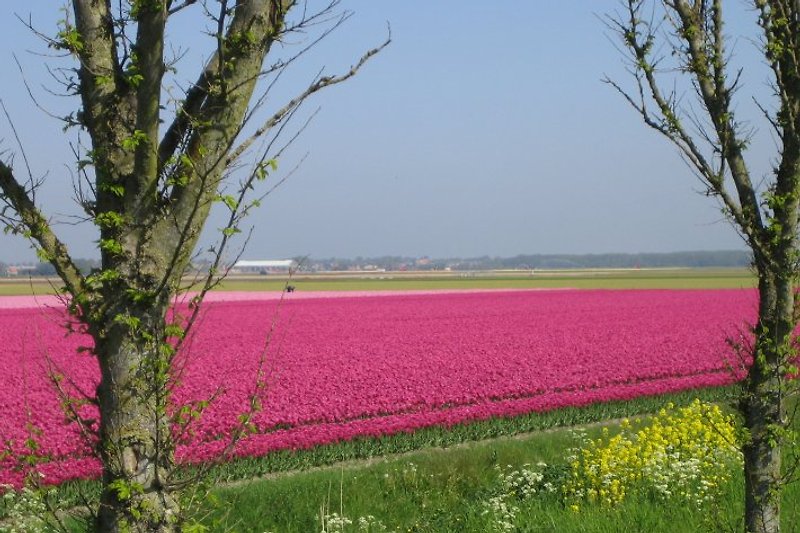 Tulpenfelder im Mai