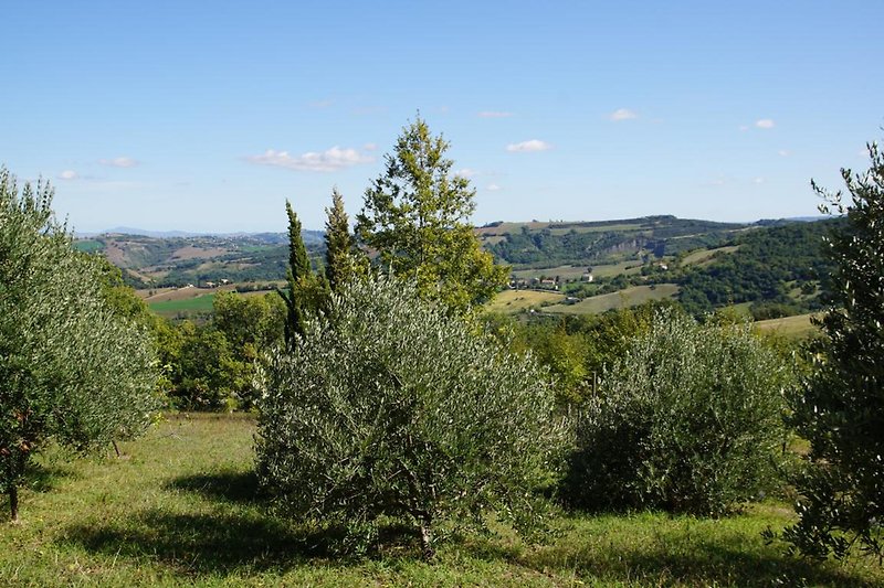 im Garten, Olivenbäume