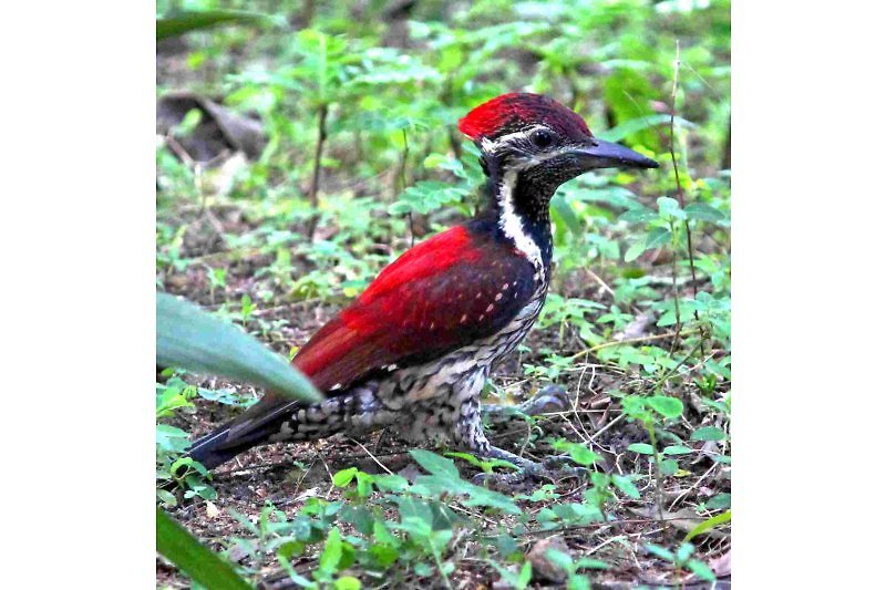 Sri Lanka Birds Vögel  - Orangespecht