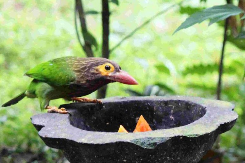 Sri Lanka Birds Vögel  - Braunkopfbartvogel am Futternapf