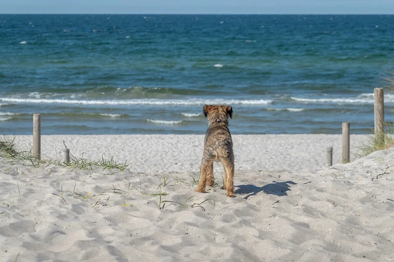 Hund am Strand mit Wellen und blauem Himmel.
