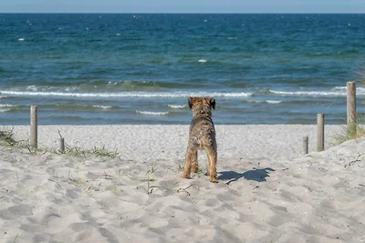 "Kranich" mit WLAN-Hunde kostenlos!