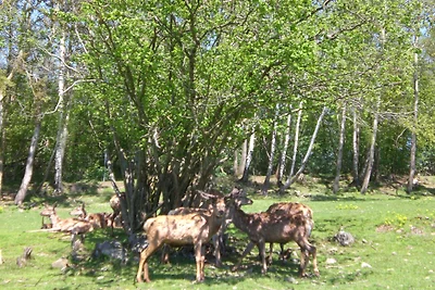 +Kurzfristig frei +Idyllisches Haus