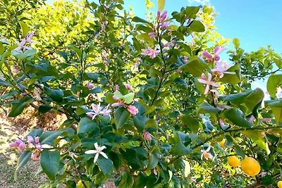 Ferienhaus am Strand mit Privatpool
