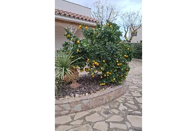 Villa Palmera m. Palm giardino