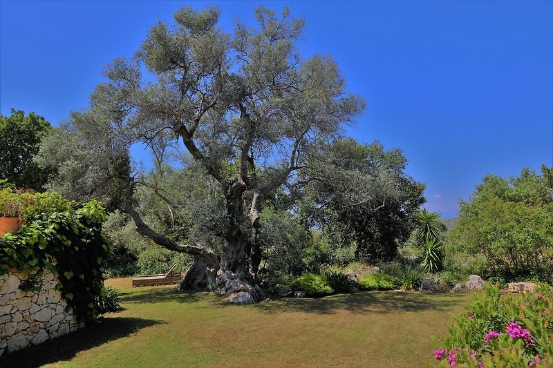 über 1000 Jahre alte Olivenbäume
